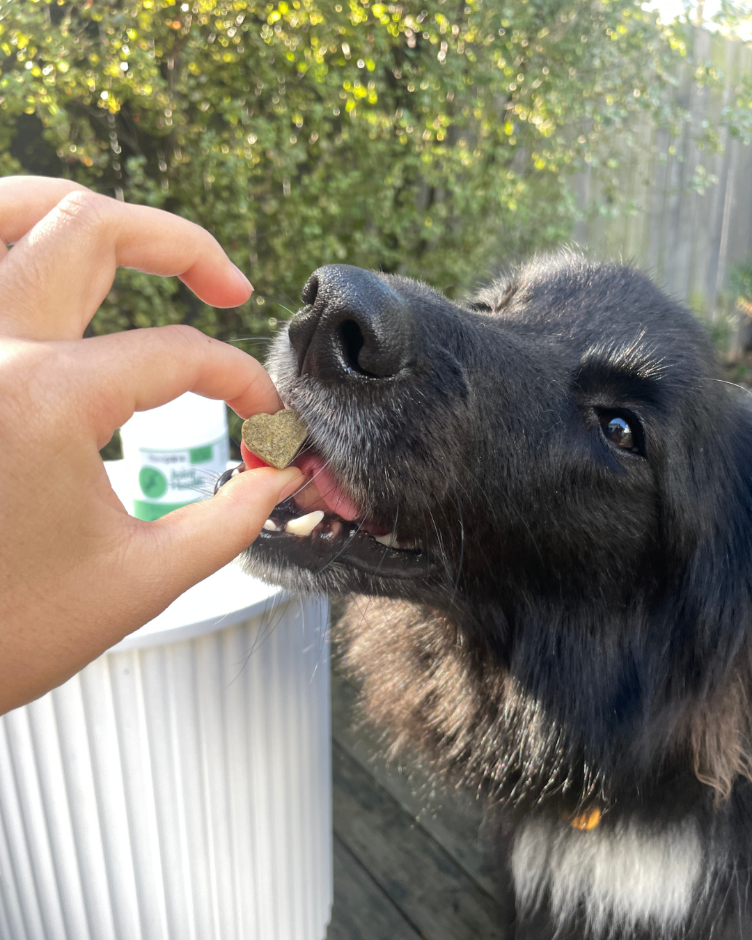 dog being given flexipaw joint health chew