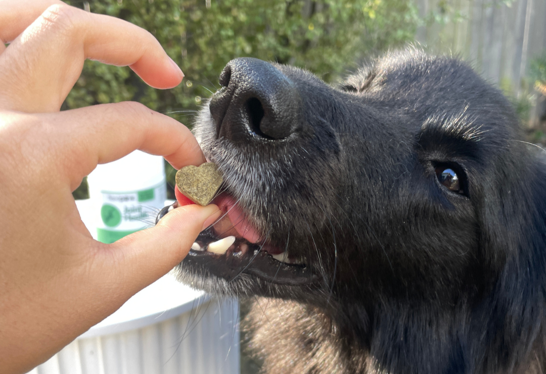 Three Questions. One Perfect Joint Supplement. Which FlexiPaw Formula Is Right for Your Dog?