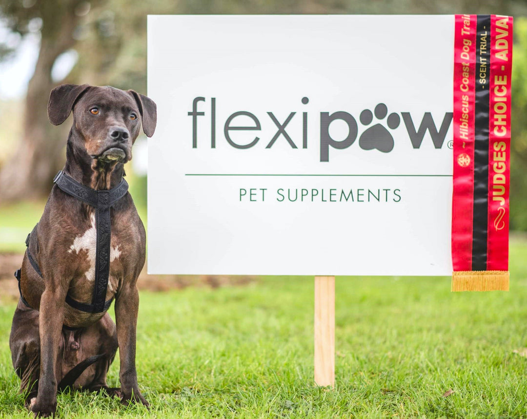 A mixed breed dog with a dark brown and white patchy coat and intelligent eyes sitting proudly. The backdrop features a vibrant FlexiPaw sign with 'judges choice winner' sash, highlighting the dogs achievement and the brands support for the competition. 